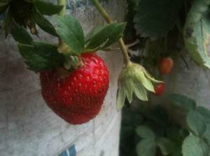 What a fresh strawberry!